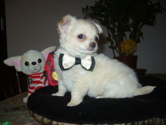 Don de mon magnifique chihuahua 