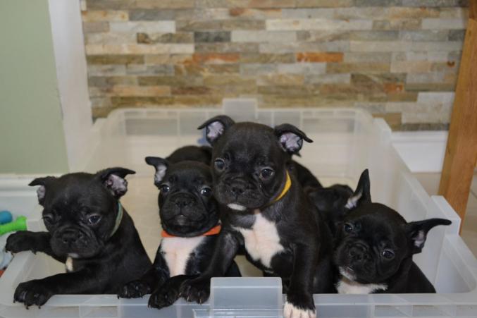 Splendide bouledogue français a adopter
