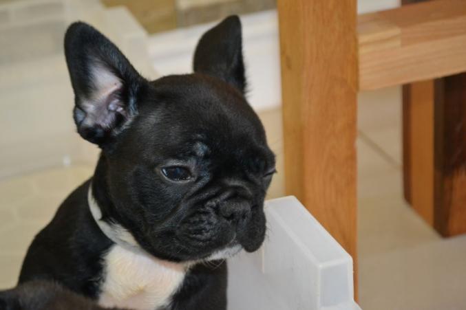 Magnifique bouledogue français a adopter