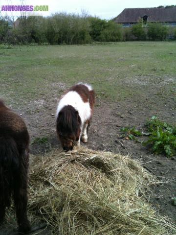 Ponette shetland