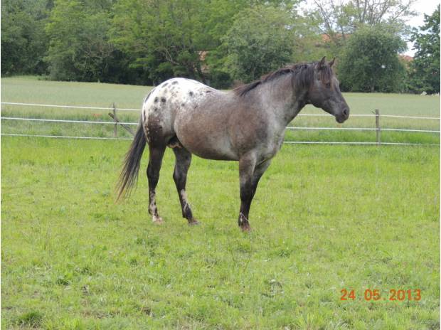 A donner Saillie étalon Appaloosa PP