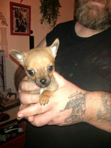 Chiot chihuahua