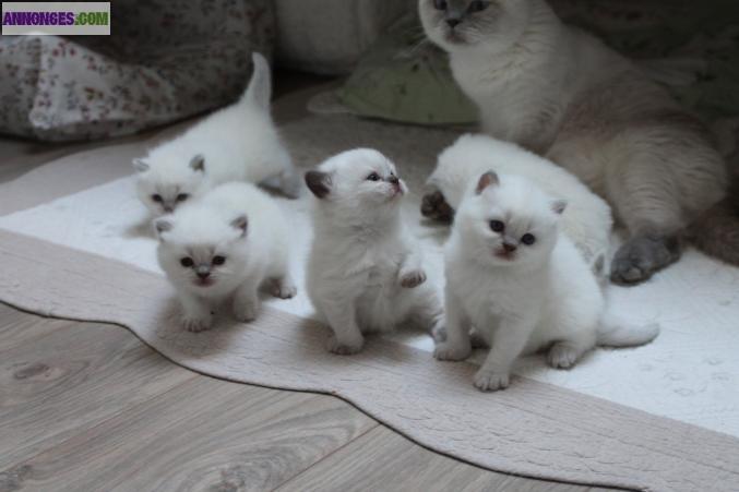 MAGNIFIQUE cHATON British SHORTHAIR COLOR POINT – Très typé