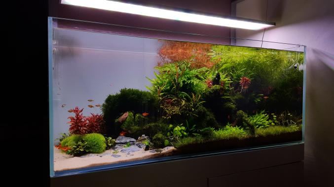 Plante d'aquarium