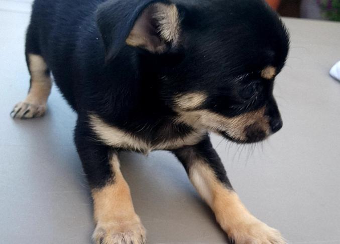 Chiot chihuahua