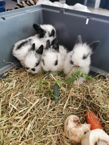 Bébé lapins nains