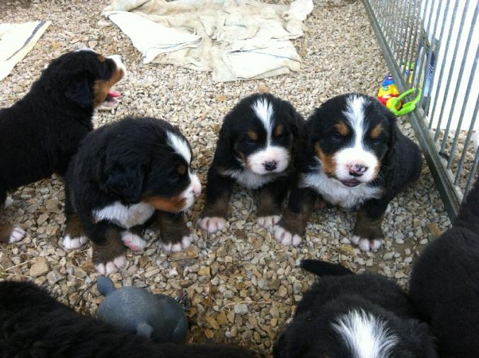 A réserver chiots bouvier bernois LOF