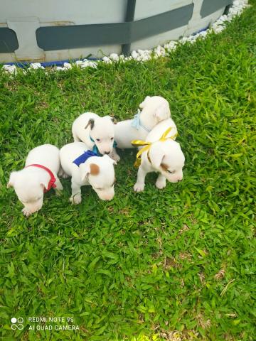 Réservation Jack Russel