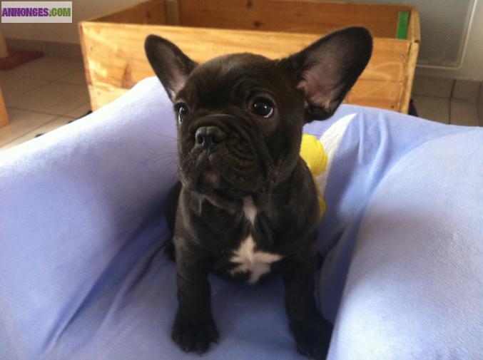 À adopter 3 Magnifiques Chiots Type Bouledogue Français