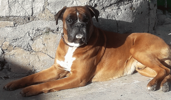 Beau boxer cherche copine pour faire de beaux bébés