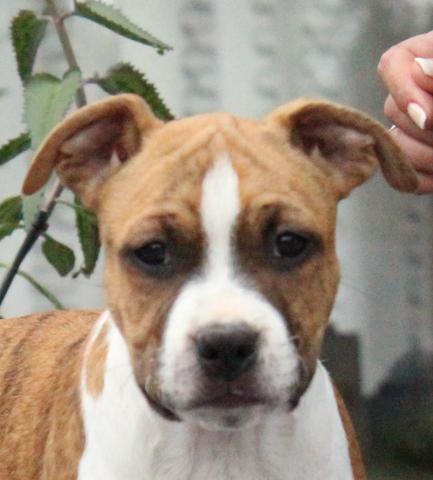 Superbe chiots American Staffordshire Terrier
