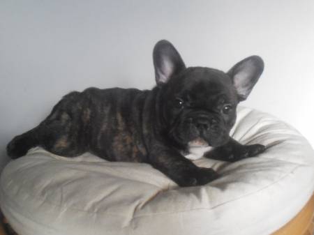 Magnifiques chiots bouledogues francais