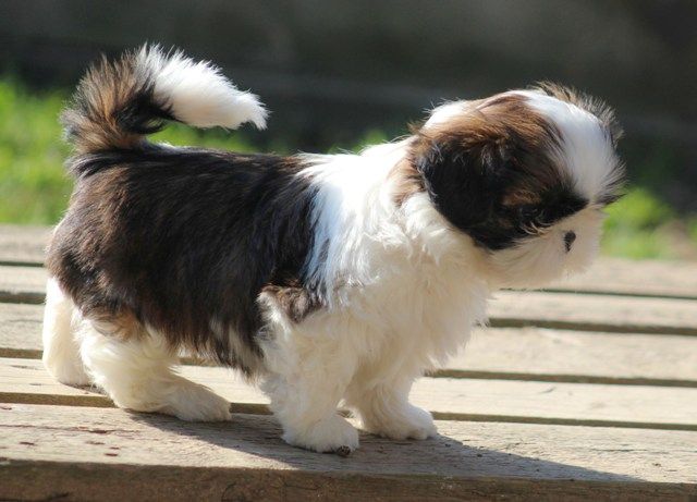 Magnifiques Chiots Shih Tzu