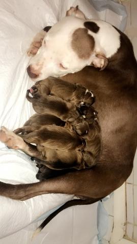 Chiots type staff/rednose à vendre 