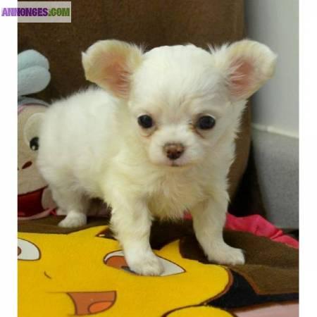 A Donner Trés Jolie bb type chihuahua femelle de 03 mois.