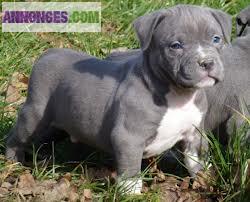 Chiots American Bullies