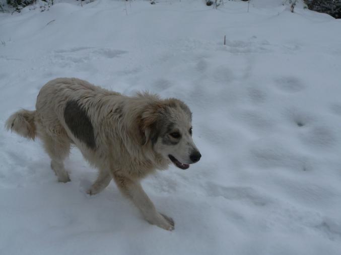 Chiot type patou des pyrénées