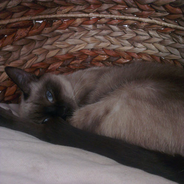 A réserver adorable Chaton Siamois Mâle