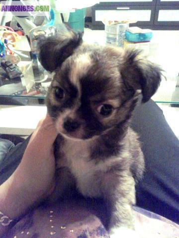 Chiot type chihuahua