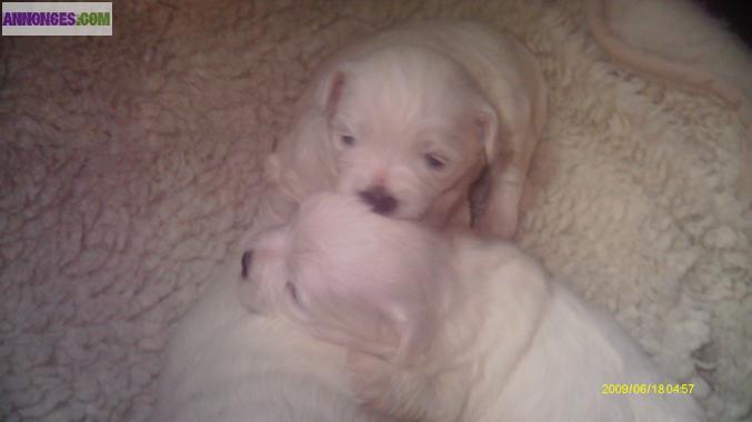 Chiots bichon type maltais