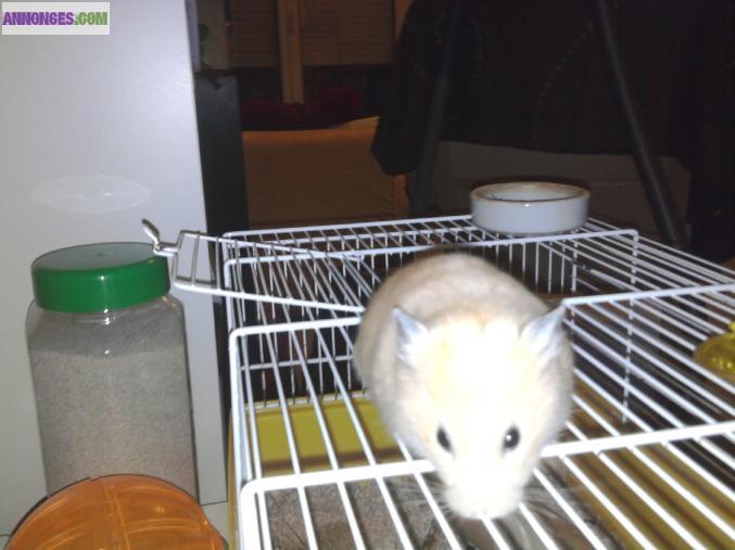 Garde de vos animaux