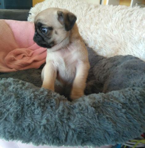 Adorable Chiots Carlin Disponible De Suite