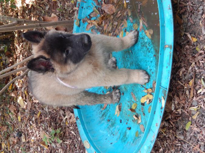 CHIOTS BERGER BELGE TERVUEREN