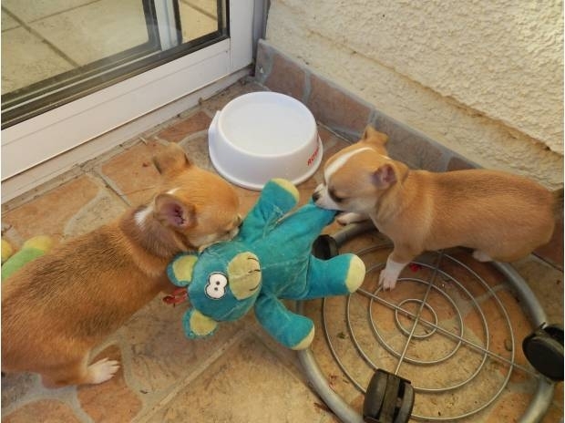 Magnifiques chiots Chihuahuas 