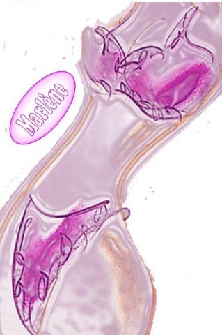 Emploi VDI Marlene lingerie