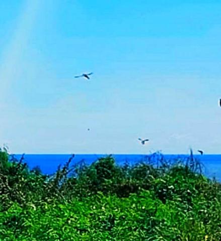 Terrain a vendre a Albion