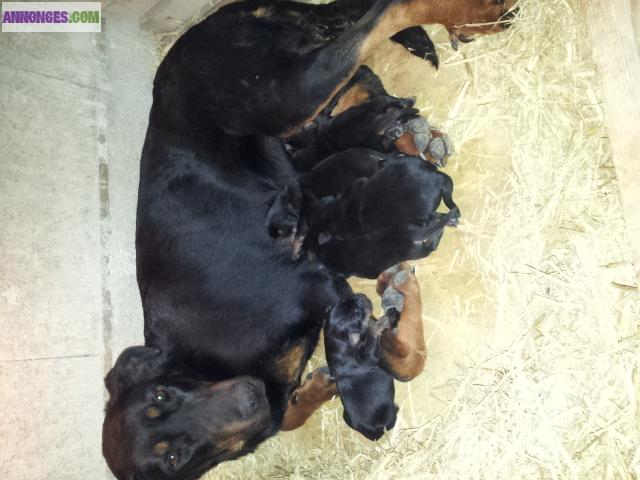Chiots beauceron