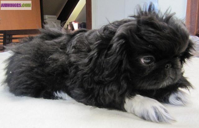 Vends chiots pékinois LOF