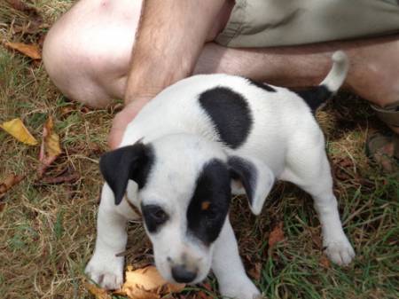 Chiot type jack russell a donner