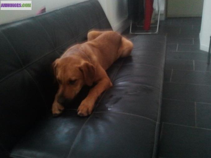 Donne un chien labrador