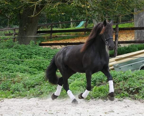 Magnifique jument frisonne