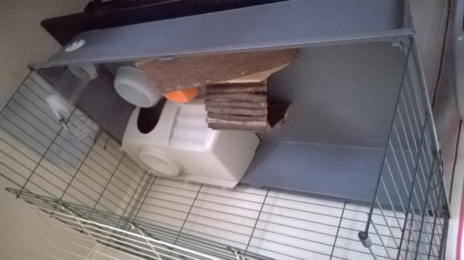 Cage et accessoires cochon d'inde