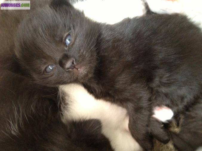 Chaton types croisées Maune Coon