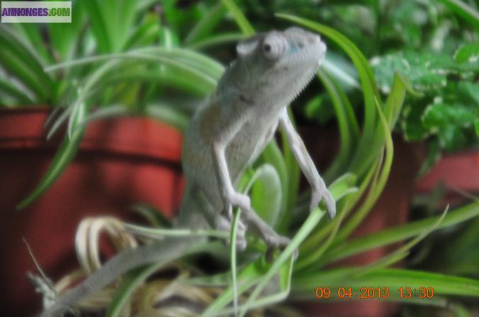 Caméléons; localités Ambilobe et Ambanja NC 5 mois 229E pièce.