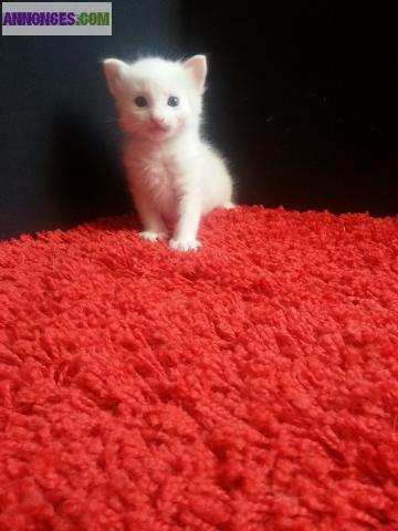 Adorable CHATON ANGORA TURC Blanc - Yeux Bleus
