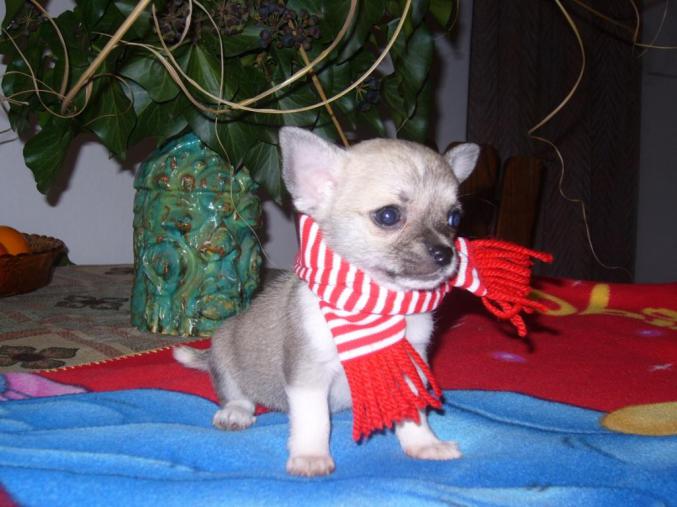 A donner chiot chihuahua âgé de 3 mois
