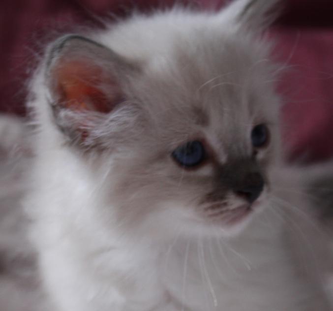 Chatons birmans LOOF