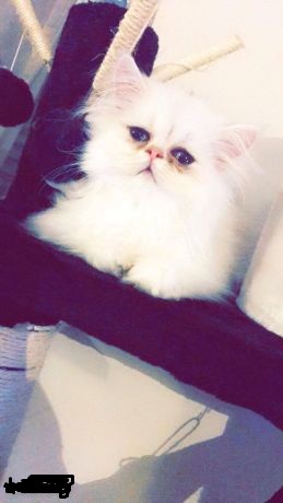 Magnifique chaton persan