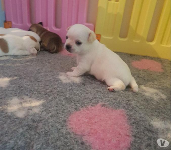 Don Chihuahuas poils courts