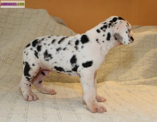 Chiot dogue allemand arlequin LOF: