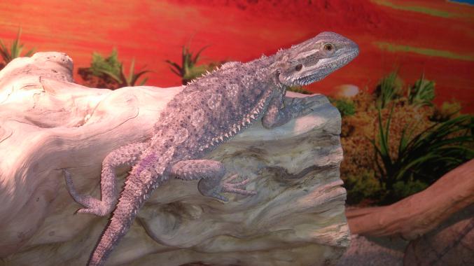 Pogona Vitticeps MÂLE