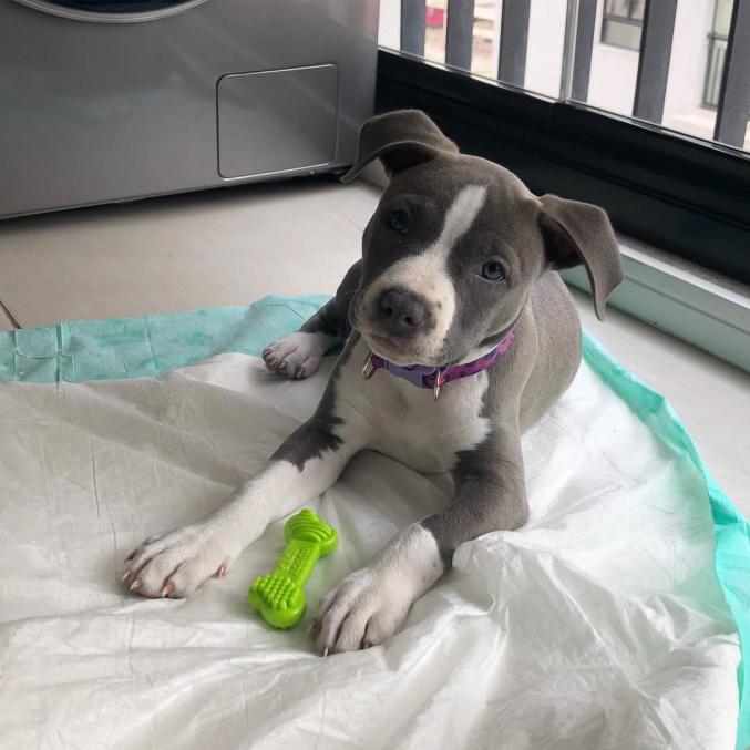 Adorable child Amstaff