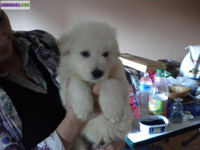 Chiots berger blanc poils longs