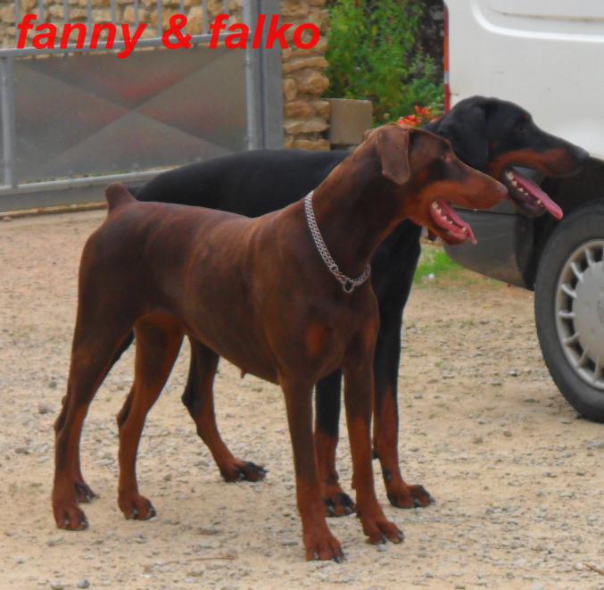Chiots dobermann lof