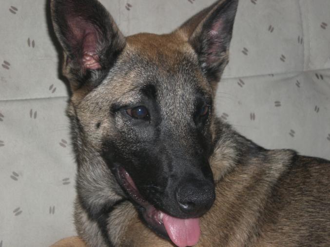 Berger malinois