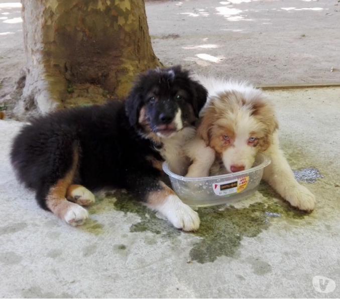 Chiots bergers australiens